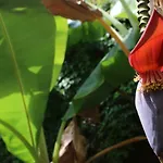 Cactus House
